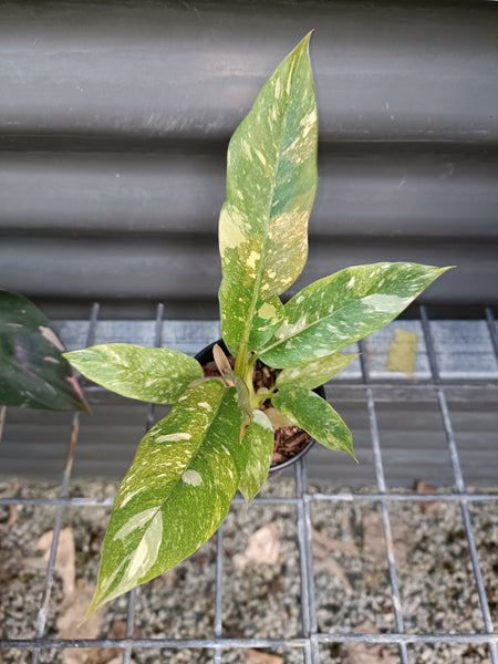 Philodendron Ring Of Fire