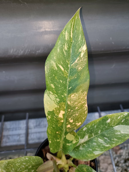 Philodendron Ring Of Fire