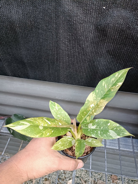 Philodendron Ring Of Fire