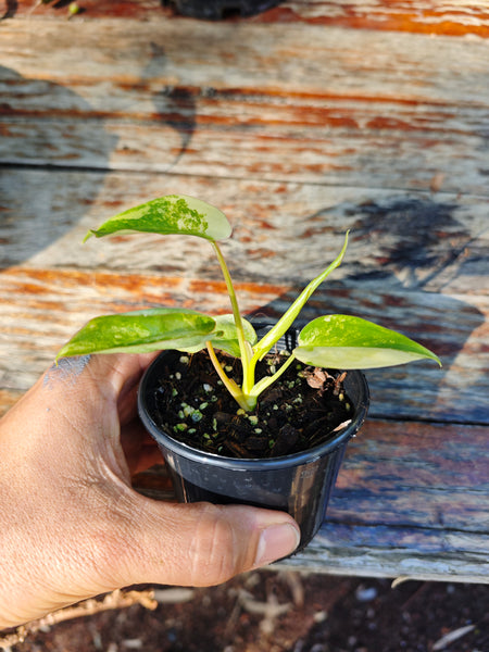 Philodendron Burle Marx Variegated
