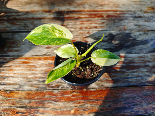 Philodendron Burle Marx Variegated