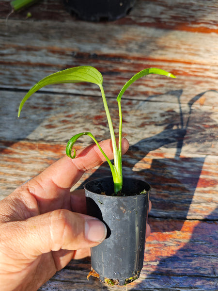 Monstera Burle Marx Flame