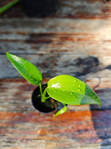 Monstera Burle Marx Flame
