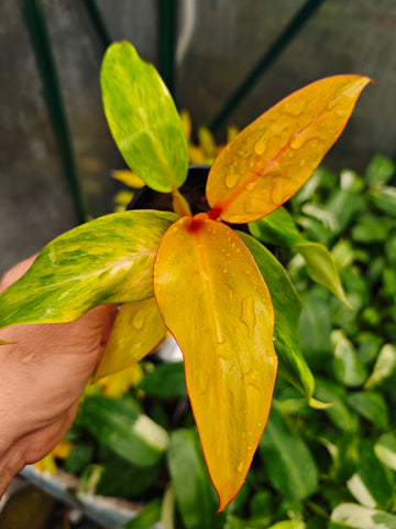 Philodendron Autumn Queen