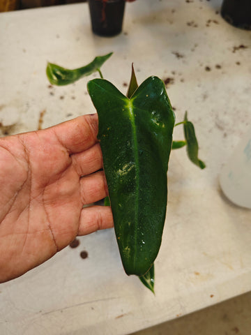 Philodendron Spirictus Sancti