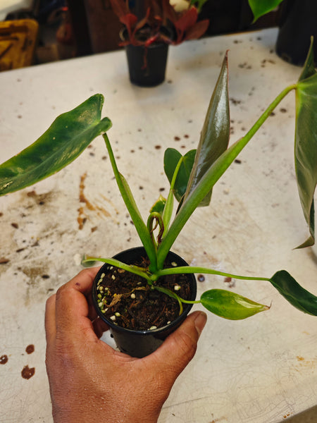Philodendron Spirictus Sancti