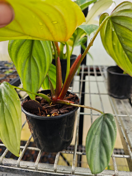 Philodendron Columbia