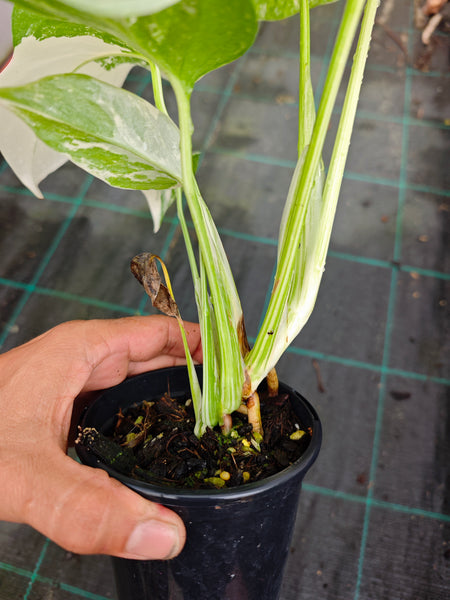 Monstera Borsigiana Albo (best variegation)
