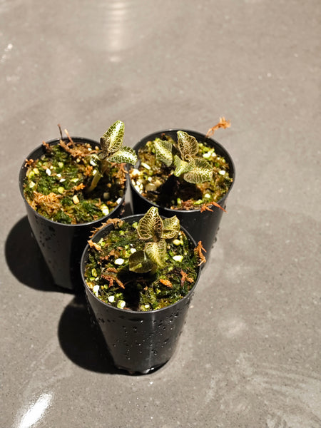 Anoectochilus Jewel orchid "Silver heart "