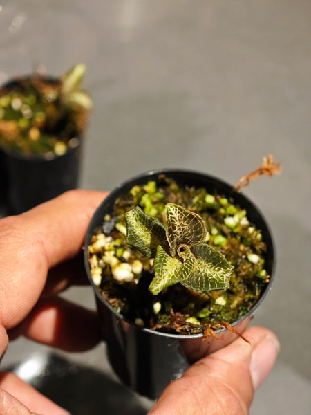 Anoectochilus Jewel orchid "Silver heart "