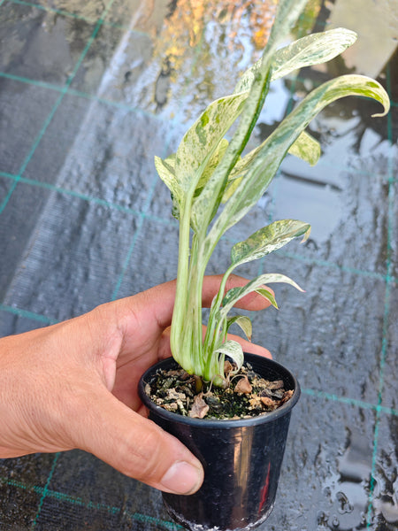 Epipremnum Giganteum Variegated