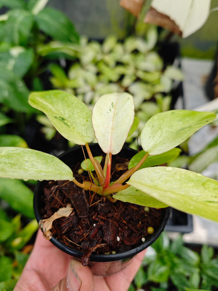 Philodendron snowdrift