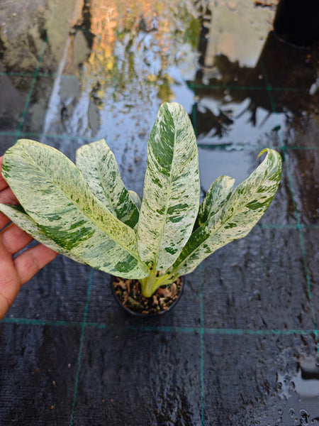 Epipremnum Giganteum Variegated