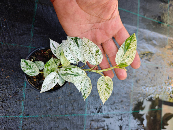 Epipremnum hanoman bali