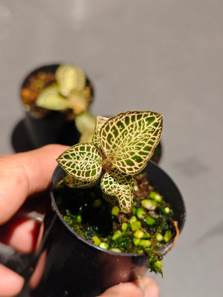 Anoectochilus Jewel orchid " Gold Bar"