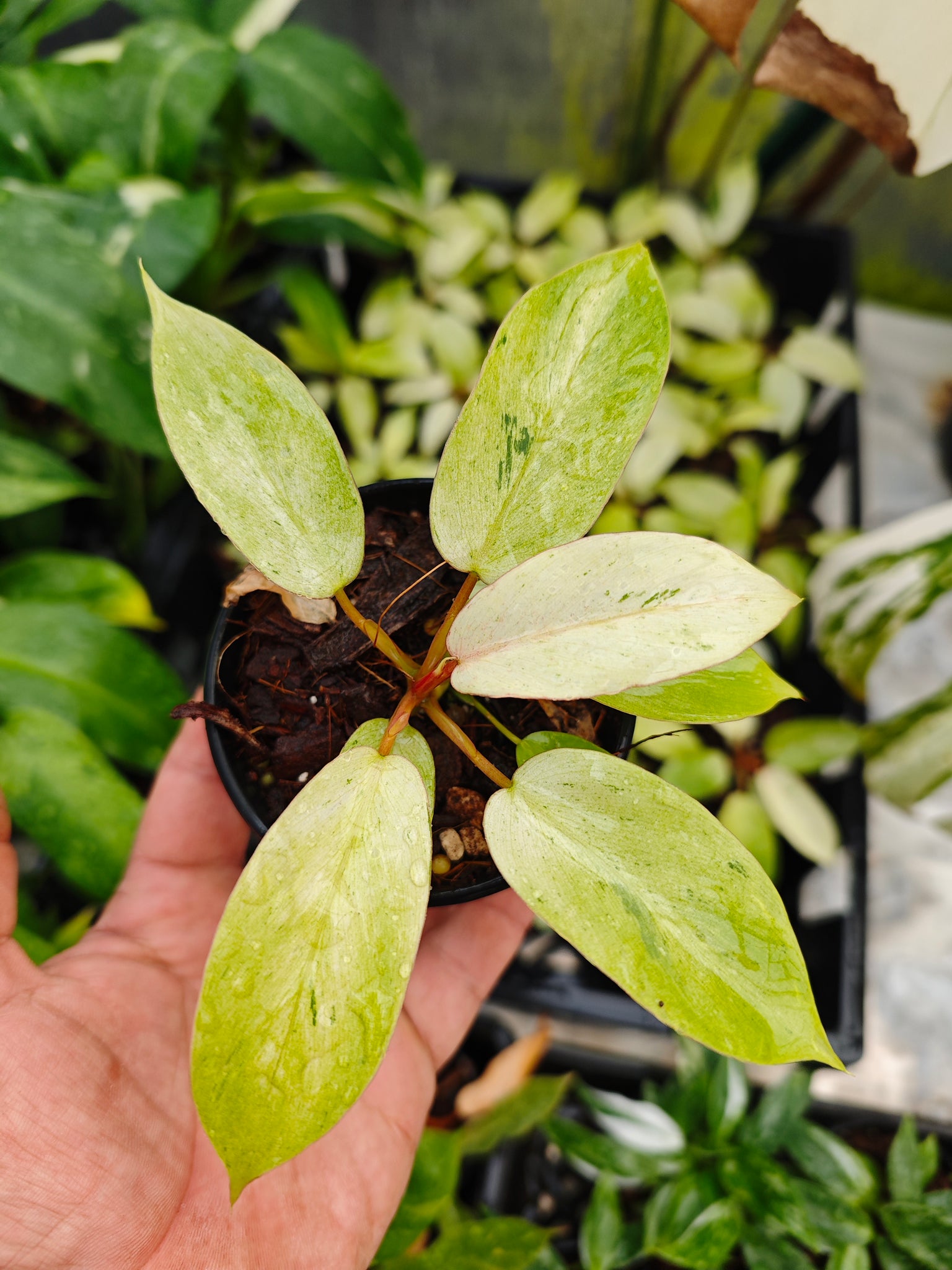 Philodendron snowdrift