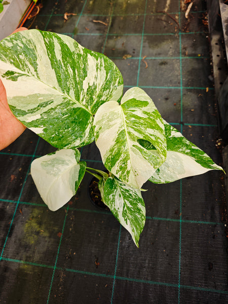 Monstera Borsigiana Albo (best variegation)
