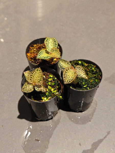 Anoectochilus Jewel orchid " Gold Bar"