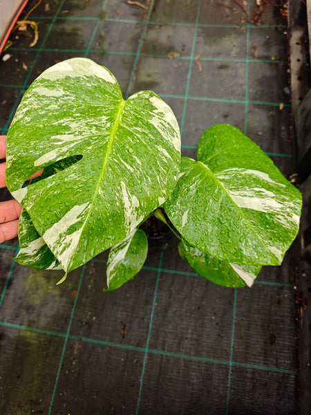 Monstera Borsigiana Albo