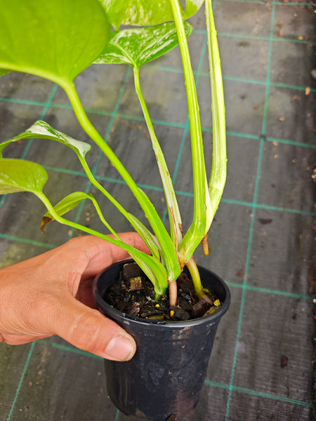 Monstera Borsigiana Albo