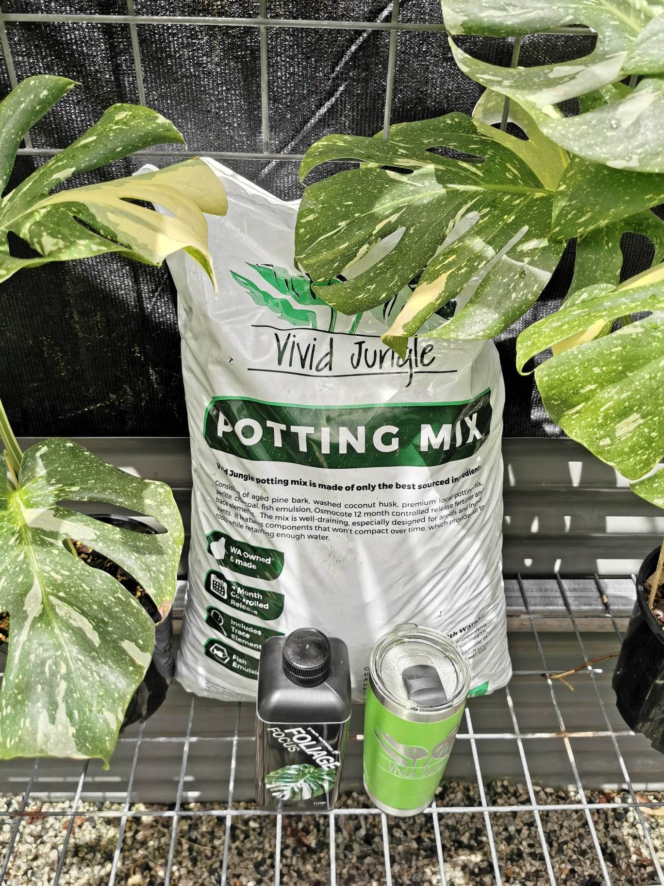 jungle mix potting soil Potting Mix , GT Foliage Focus & VJ mug – Vivid Jungle