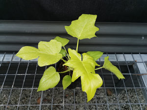 Philodendron warscewiczii 'flavum'